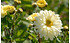 AllgäuStauden Herbst-Chrysantheme Chrysanthemum Indicum-Hybride 'Poesie' (1)