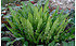AllgäuStauden Hirschzungenfarn Phyllitis scolopendrium (1)