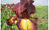 AllgäuStauden Hohe Bart-Iris Iris barbata-elatior 'Provencal' (1)