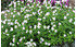 AllgäuStauden Hohe Dolden-Glockenblume Campanula lactiflora 'Alba' (1)