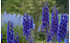 AllgäuStauden Hoher Rittersporn Delphinium Elatum-Hybride 'Vierzehnheiligen' (1)