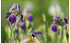 AllgäuStauden Holunder-Schwertlilie Iris sambucina (1)