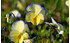AllgäuStauden Horn-Veilchen Viola cornuta 'Etain' (1)