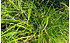 AllgäuStauden Japan-Segge Carex morrowii (1)