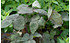 AllgäuStauden Japanische Purpur-Petersilie Cryptotaenia japonica 'Purpurascens' (1)