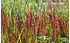 AllgäuStauden Japanisches Blutgras Imperata cylindrica 'Red Baron' (1)