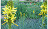AllgäuStauden Junkerlilie Asphodeline lutea (1)