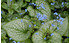 AllgäuStauden Kaukasus-Vergissmeinnicht Brunnera macrophylla 'Jack Frost' ® (1)