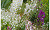AllgäuStauden Königskerze Verbascum phoeniceum (1)