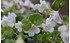 AllgäuStauden Korsisches Zimbelkraut Cymbalaria hepaticifolia (1)