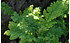 AllgäuStauden Krauser Rainfarn Tanacetum vulgare 'Crispum' (1)