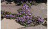 AllgäuStauden Kümmel-Thymian Thymus herba-barona (1)