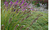 AllgäuStauden Lampenputzergras Pennisetum alopecuroides 'Japonicum' (1)