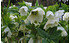 AllgäuStauden Lenzrose Helleborus Orientalis-Hybride 'Gemischte Farben' (1)