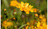 AllgäuStauden Mädchenauge Coreopsis grandiflora 'Early Sunrise' (1)