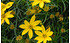 AllgäuStauden Mädchenauge Coreopsis verticillata 'Grandiflora' (1)