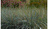 AllgäuStauden Magellan-Blaugras Elymus magellanicus (1)