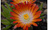 AllgäuStauden Mittagsblümchen Delosperma Hybride 'Lucia' (1)
