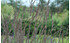 AllgäuStauden Moor-Pfeifengras Molinia caerulea 'Moorhexe' (1)