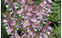AllgäuStauden Muskateller-Salbei Salvia sclarea (1)