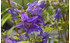 AllgäuStauden Nessel-Glockenblume Campanula trachelium (1)