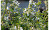 AllgäuStauden Niedrige Katzenminze Nepeta racemosa 'Snowflake' (1)