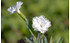 AllgäuStauden Pfingst-Nelke Dianthus gratianopolitanus 'Ohrid' (1)