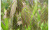 AllgäuStauden Plattährengras Chasmanthium latifolium (1)