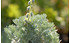 AllgäuStauden Polster-Silberraute Artemisia schmidtiana 'Nana' (1)