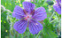 AllgäuStauden Pracht-Storchschnabel Geranium x magnificum 'Rosemoor' (1)