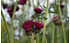 AllgäuStauden Purpur-Kratzdistel Cirsium rivulare 'Atropurpureum' (1)
