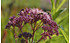 AllgäuStauden Purpurdost Eupatorium maculatum 'Purple Bush' (1)