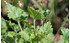 AllgäuStauden Purpurglöckchen Heuchera Hybride 'Strawberry Swirl' (1)
