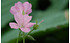 AllgäuStauden Pyrenäen-Storchschnabel Geranium x oxonianum 'Wargrave Pink' (1)