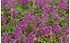AllgäuStauden Rundblättriger Garten-Thymian Thymus praecox 'Purpurteppich' (1)