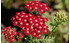 AllgäuStauden Schafgarbe Achillea Millefolium-Hybride 'Petra' (1)