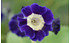 AllgäuStauden Schau-Aurikel Primula Auricula-Hybride 'Blue Velvet' (1)