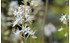 AllgäuStauden Schaumblüte Tiarella cordifolia 'Eco' (1)