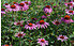 AllgäuStauden Scheinsonnenhut Echinacea purpurea 'Magnus Superior' (1)