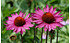 AllgäuStauden Scheinsonnenhut Echinacea purpurea 'Rubinstern' (g) (1)