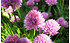 AllgäuStauden Schnitt-Lauch Allium schoenoprasum (1)