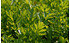AllgäuStauden Schnitt-Sellerie Apium graveolens var. secalinum 'Gewöhnl. Schnitt' (1)