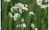 AllgäuStauden Schnittknoblauch Allium tuberosum (1)