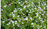 AllgäuStauden Sibirischer Portulak Montia sibirica (1)
