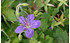 AllgäuStauden Sibirischer Storchschnabel Geranium wlassovianum (1)
