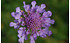 AllgäuStauden Skabiose Scabiosa Hybride 'Vivid Violet' ® (1)