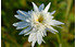AllgäuStauden Sommer-Margerite Leucanthemum Maximum-Hybride 'Stina' (1)