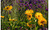 AllgäuStauden Sonnenauge Heliopsis helianth.var. scabra 'Venus' (1)