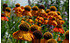 AllgäuStauden Sonnenbraut Helenium Hybride 'Sahin's Early Flowerer' (1)