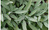 AllgäuStauden Spanischer Salbei Salvia lavandulifolia (1)